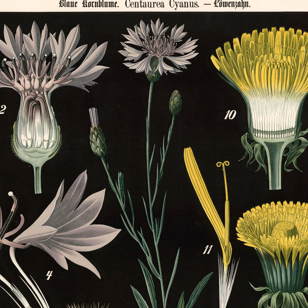 Blå kornblomst og løvetand 1894 - Botanik – billede 4