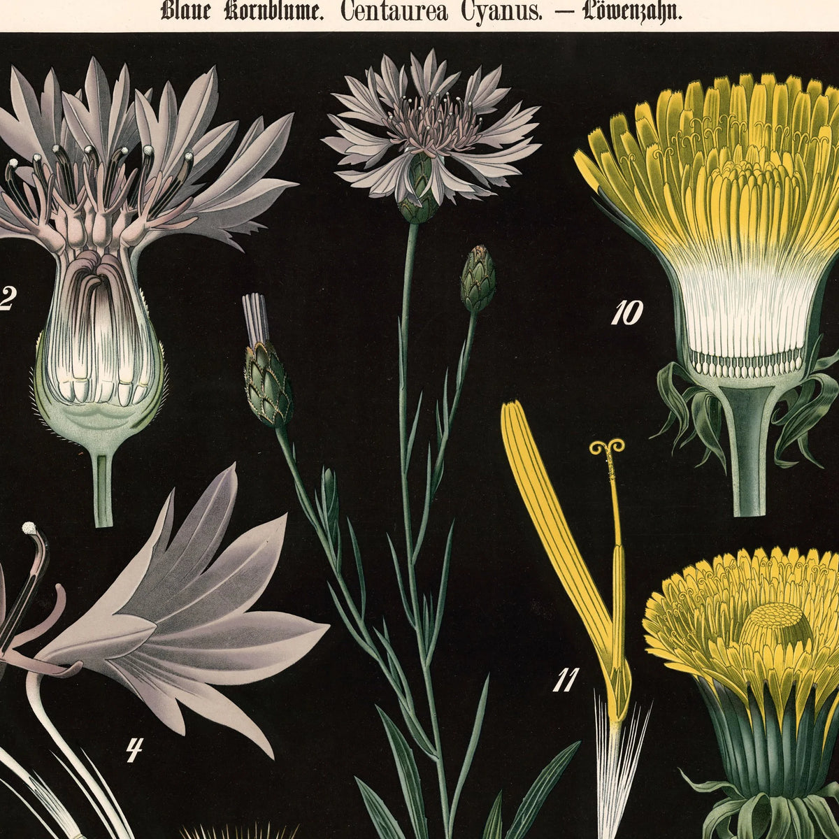 Blå kornblomst og løvetand 1894 - Botanik – billede 4