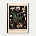 Kartoffel & sort natskygge 1894 - Botanik – billede 1