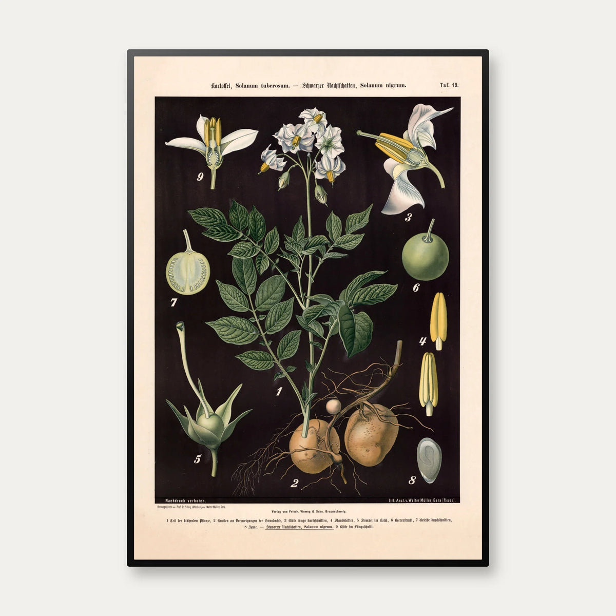Kartoffel & sort natskygge 1894 - Botanik – billede 1