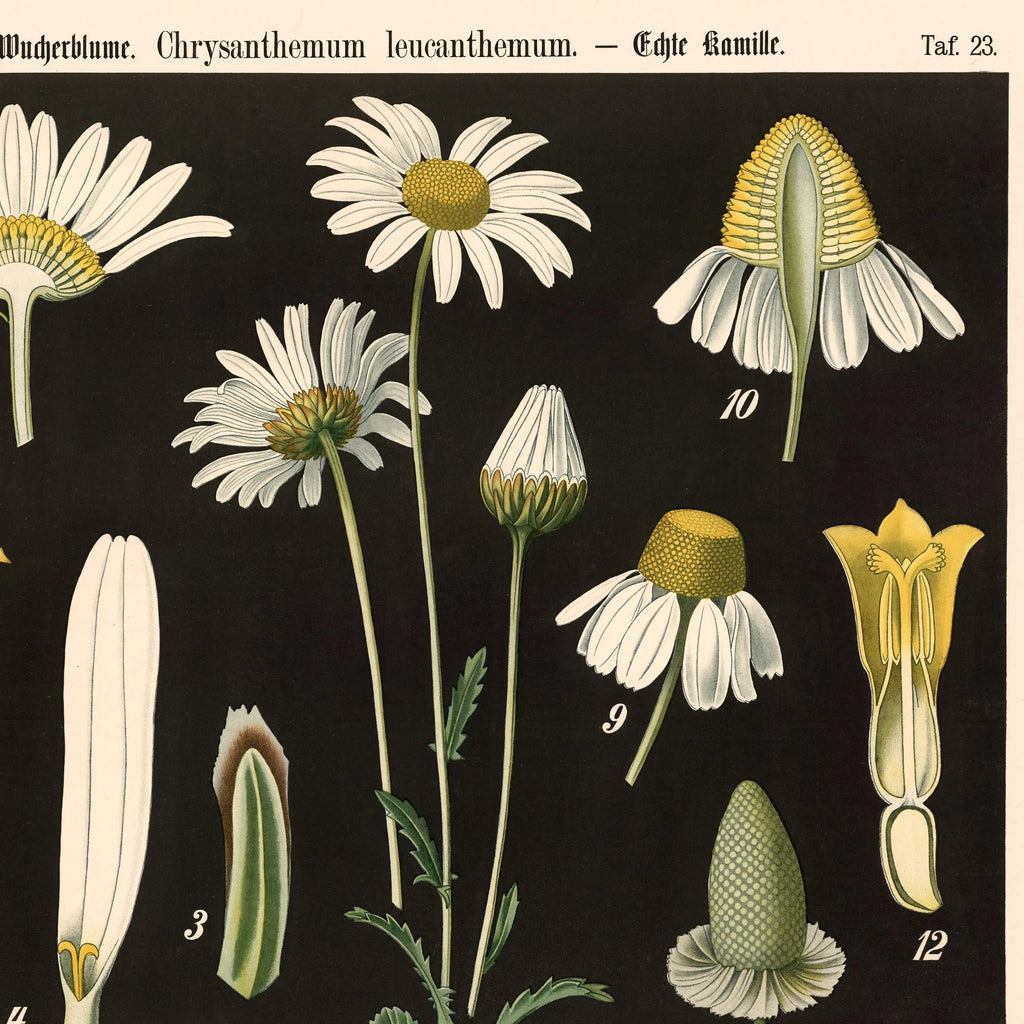 Hvid okseøje & kamille 1894 - Botanik – billede 4