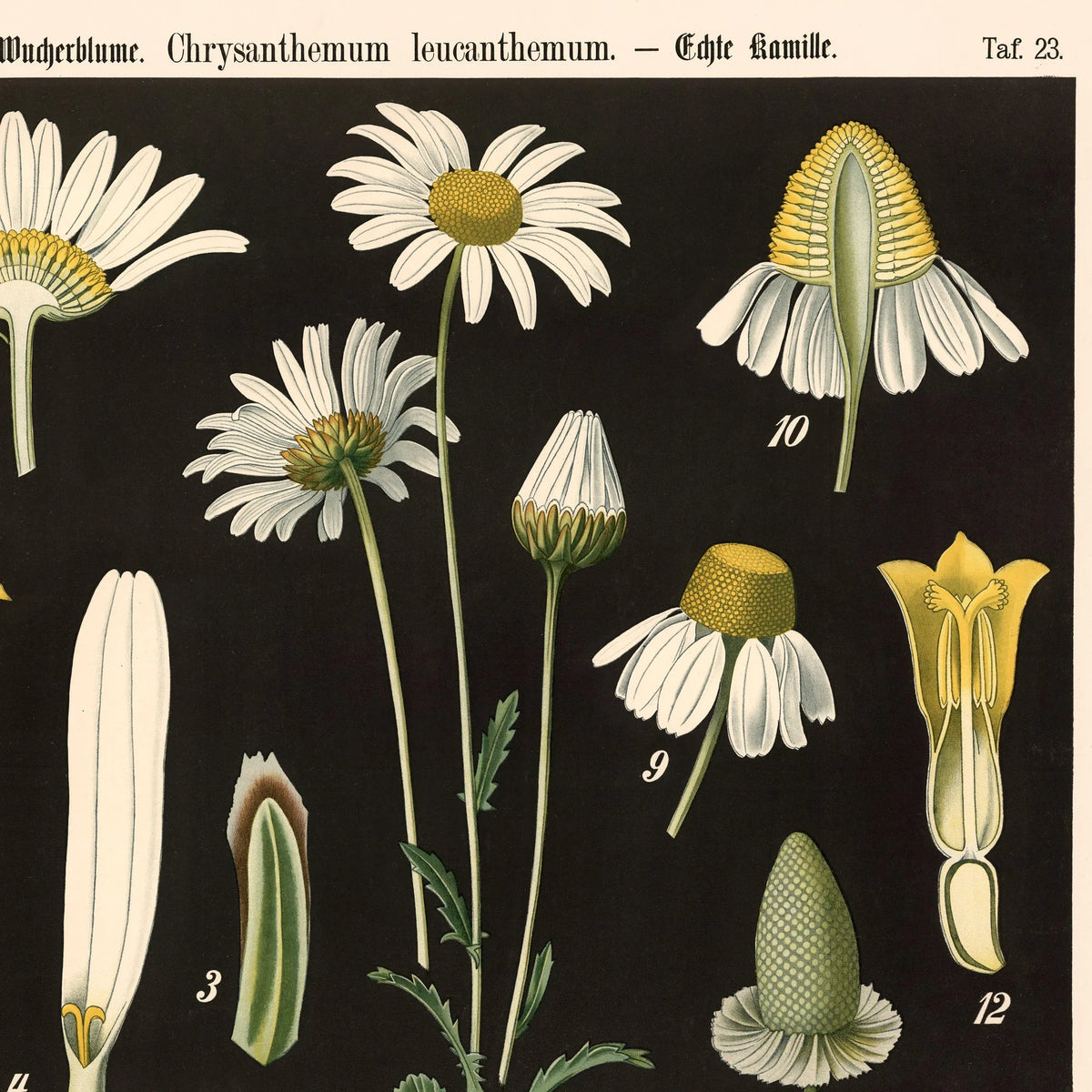Hvid okseøje & kamille 1894 - Botanik – billede 4