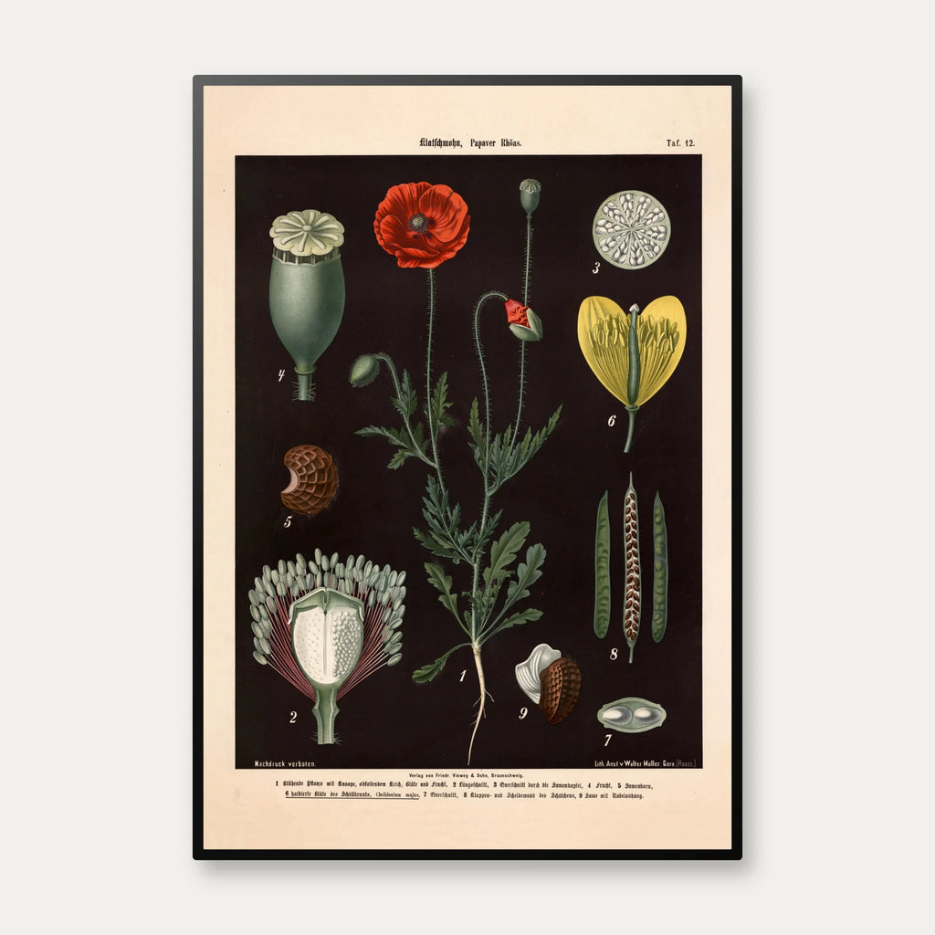Kornvalmue & svaleurt 1894 - Botanik – billede 1