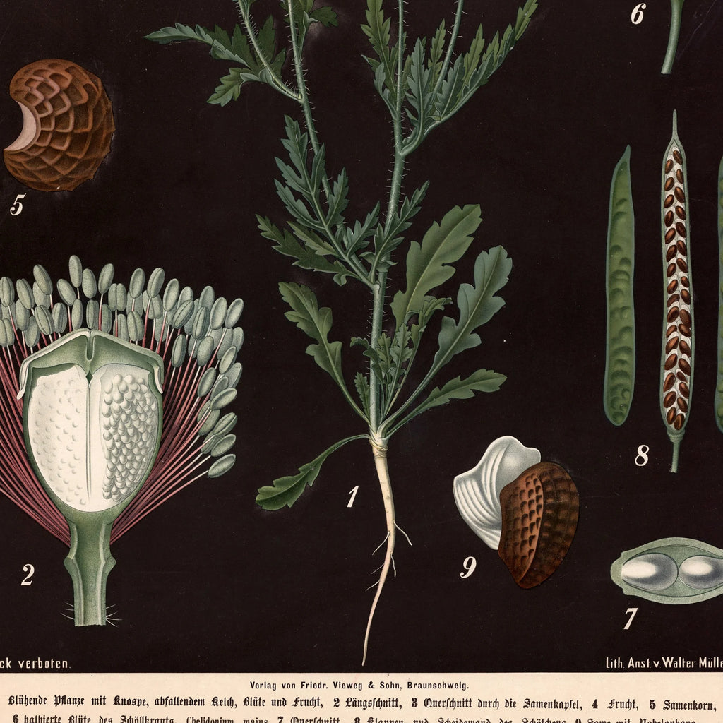 Kornvalmue & svaleurt 1894 - Botanik – billede 4