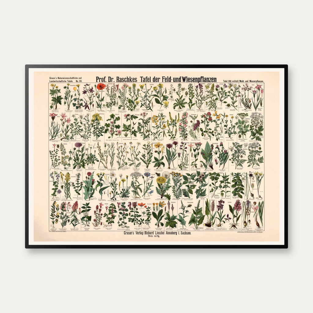 Mark- & engplanter 1909 - Botanik – billede 1