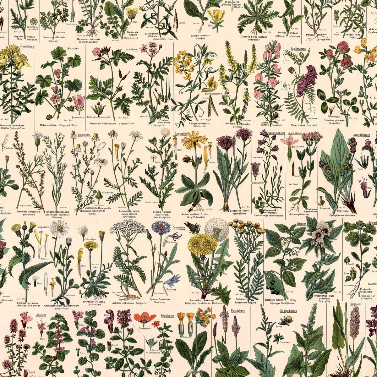 Mark- & engplanter 1909 - Botanik – billede 4