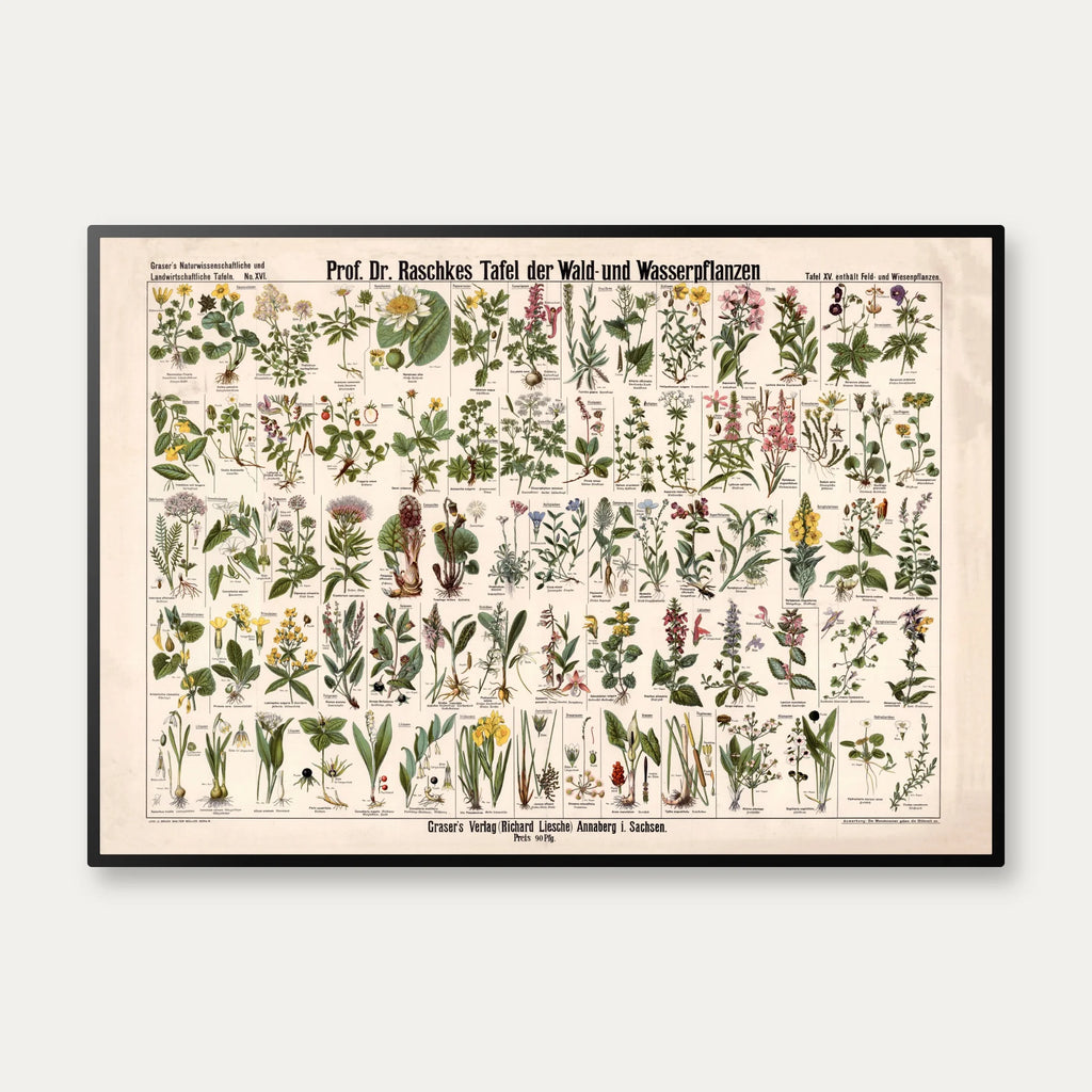 Skov- & vandplanter 1909 - Botanik – billede 1
