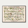 Skov- & vandplanter 1909 - Botanik – billede 1