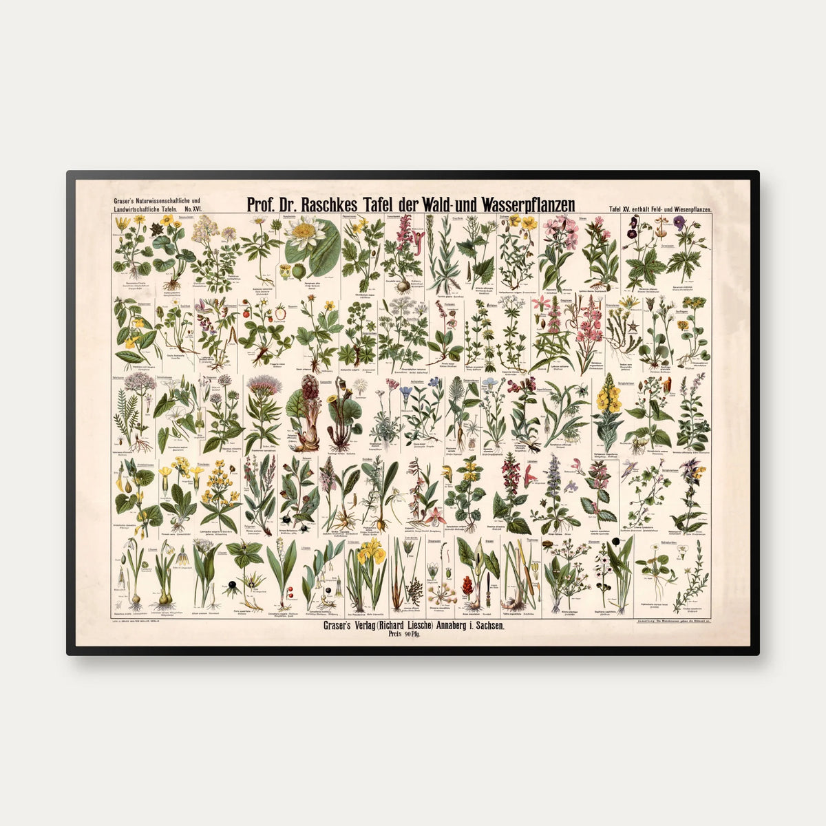 Skov- & vandplanter 1909 - Botanik – billede 1