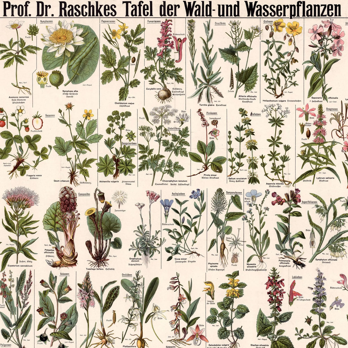 Skov- & vandplanter 1909 - Botanik – billede 4