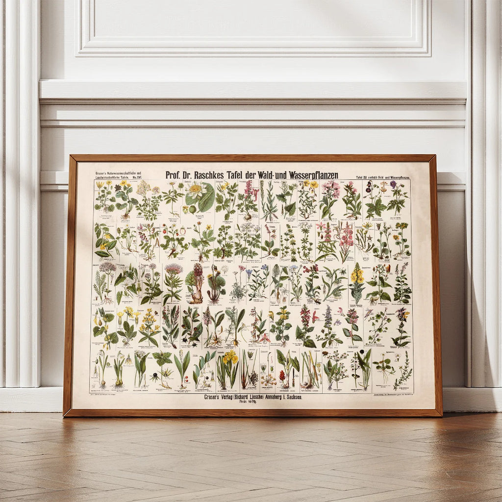 Skov- & vandplanter 1909 - Botanik – billede 2