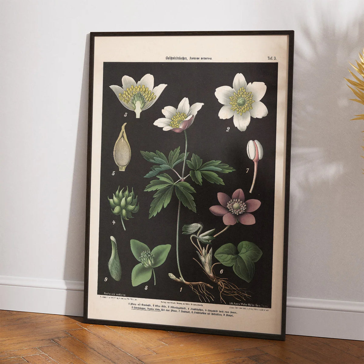 Hvid & blå anemone 1894 - Botanik – billede 2