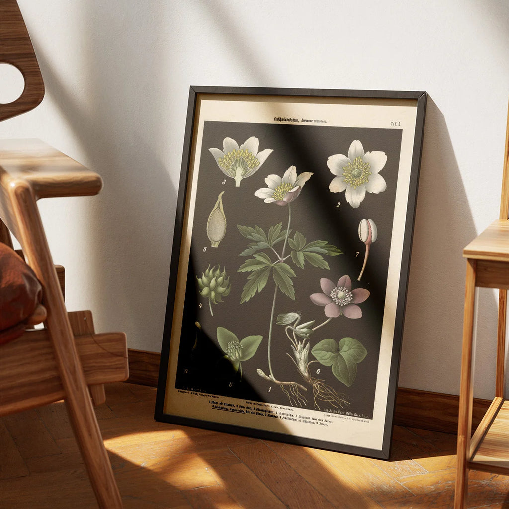 Hvid & blå anemone 1894 - Botanik – billede 3