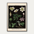 Hvid & blå anemone 1894 - Botanik – billede 1