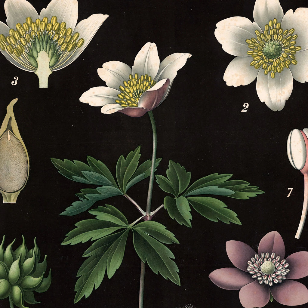 Hvid & blå anemone 1894 - Botanik – billede 4