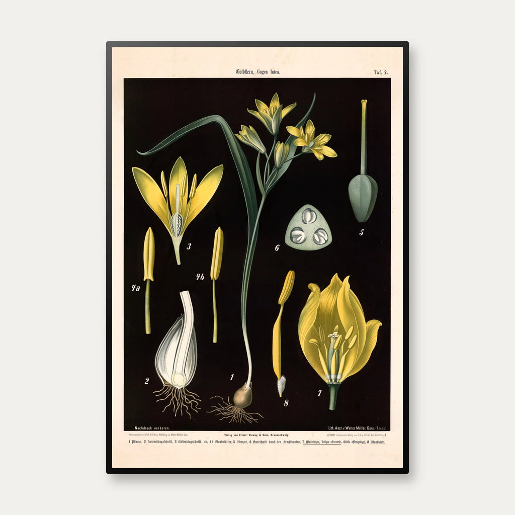 Guldstjerne & skovtulipan 1894 - Botanik – billede 1