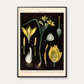 Guldstjerne & skovtulipan 1894 - Botanik – billede 1