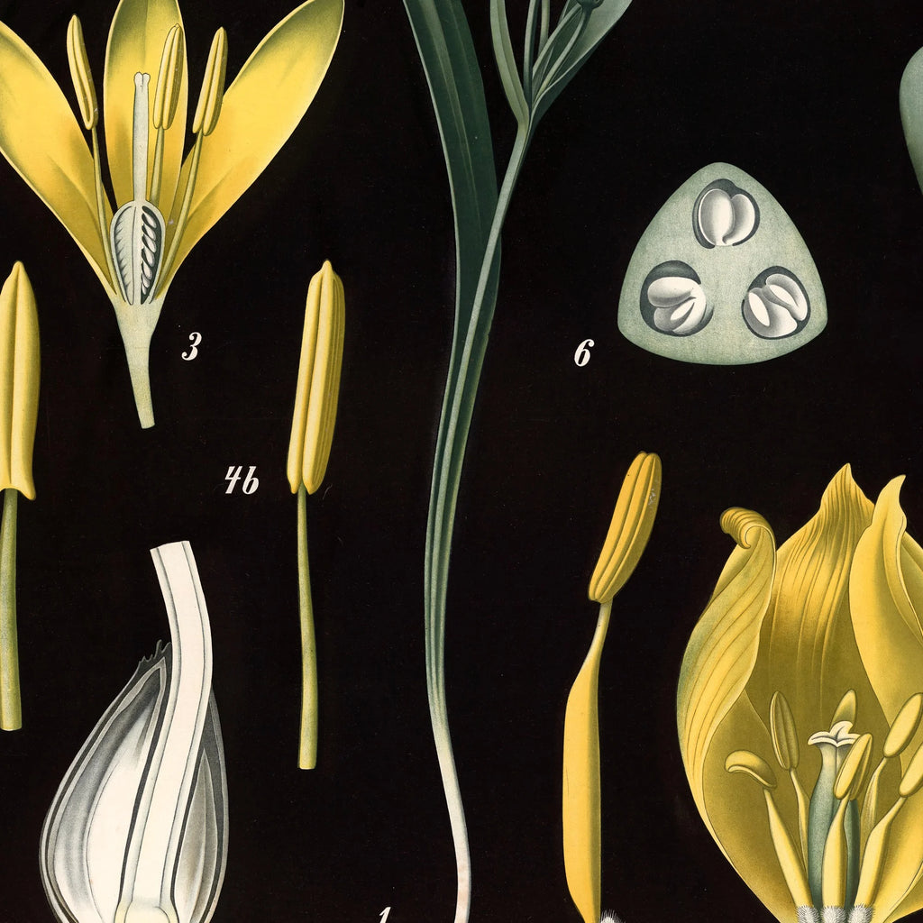 Guldstjerne & skovtulipan 1894 - Botanik – billede 4