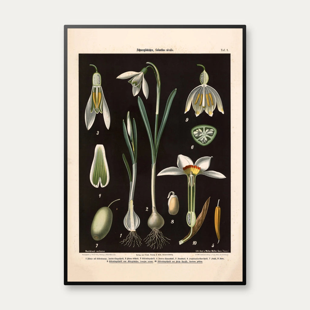 Vintergæk & pinselilie 1894 - Biologi & botanik – billede 1