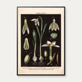 Vintergæk & pinselilie 1894 - Biologi & botanik – billede 1