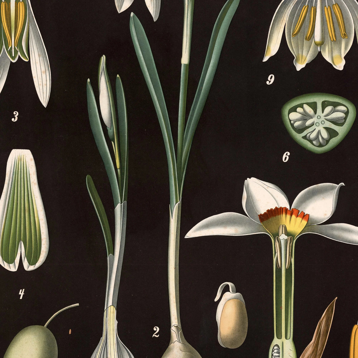 Vintergæk & pinselilie 1894 - Biologi & botanik – billede 4