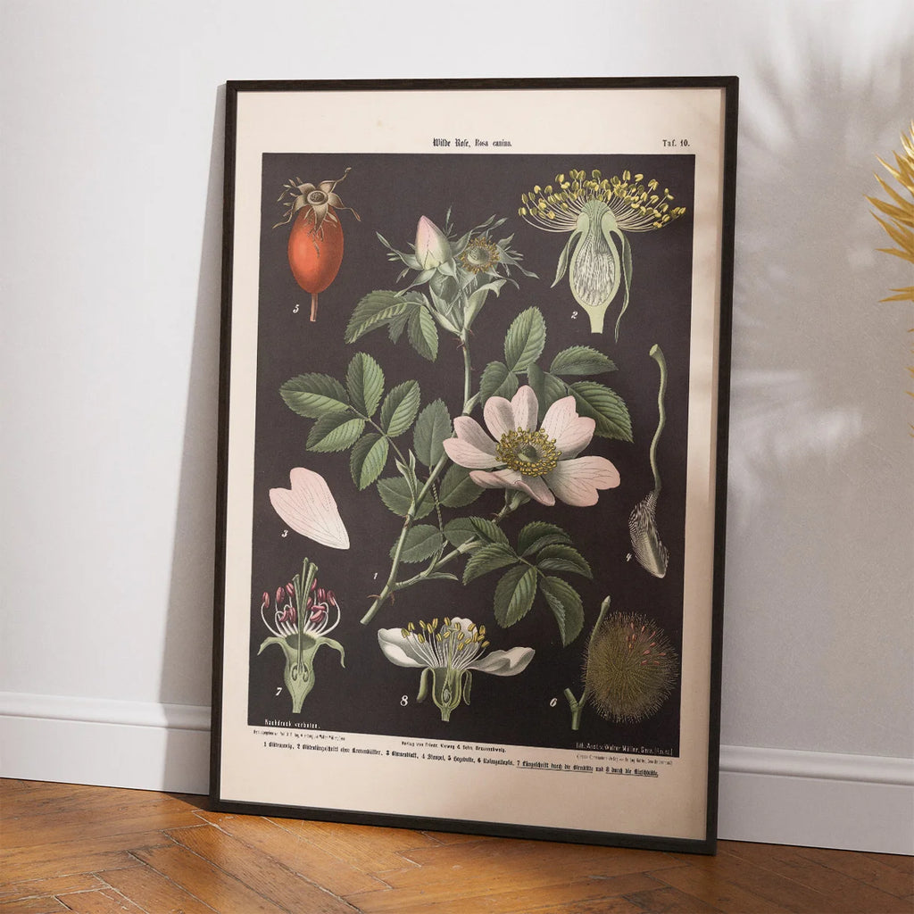 Vild rose, pære- & kirsebærblomst 1894 - Biologi & botanik – billede 2