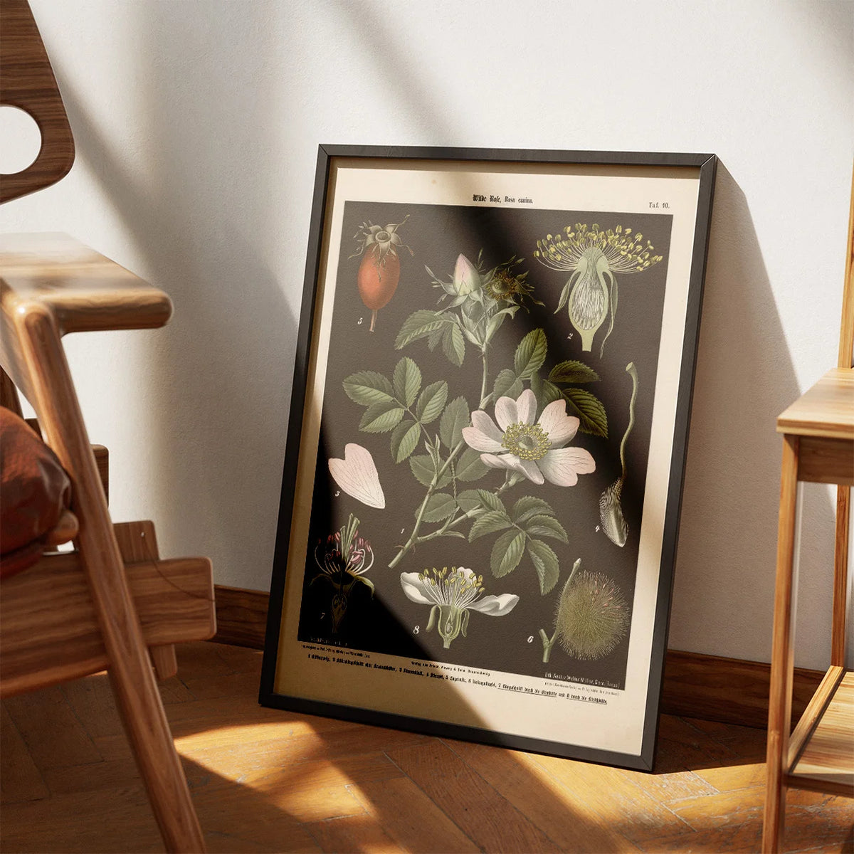 Vild rose, pære- & kirsebærblomst 1894 - Biologi & botanik – billede 3