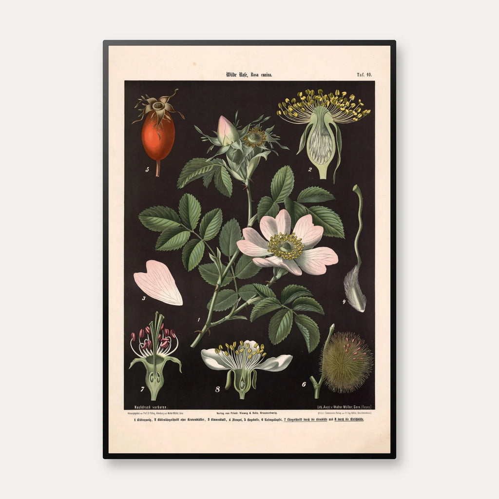 Vild rose, pære- & kirsebærblomst 1894 - Biologi & botanik – billede 1