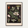 Vild rose, pære- & kirsebærblomst 1894 - Biologi & botanik – billede 1