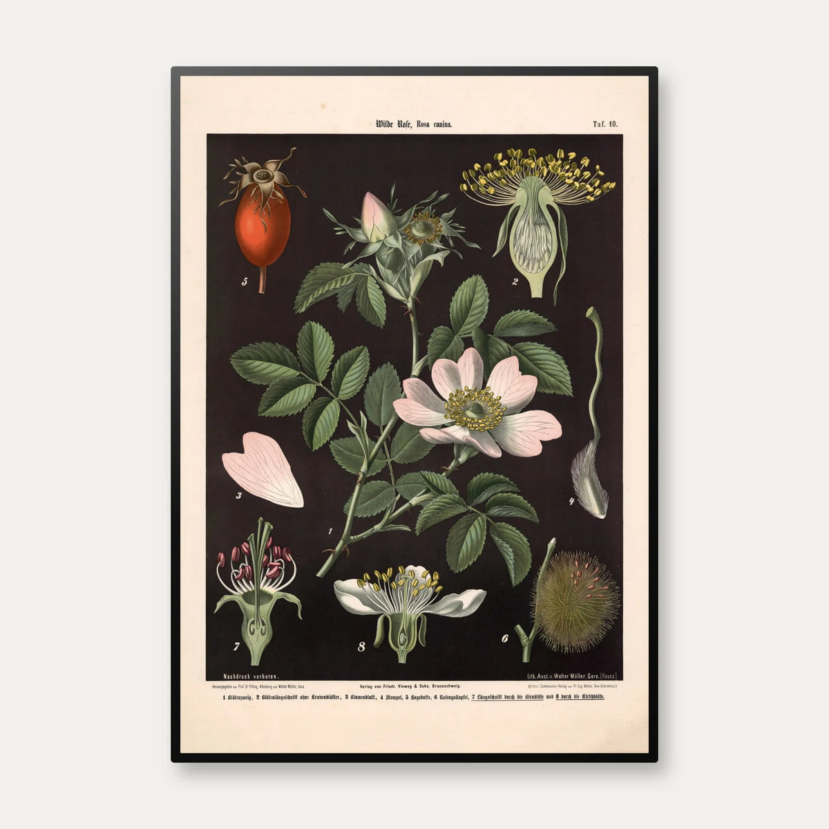 Vild rose, pære- & kirsebærblomst 1894 - Biologi & botanik – billede 1