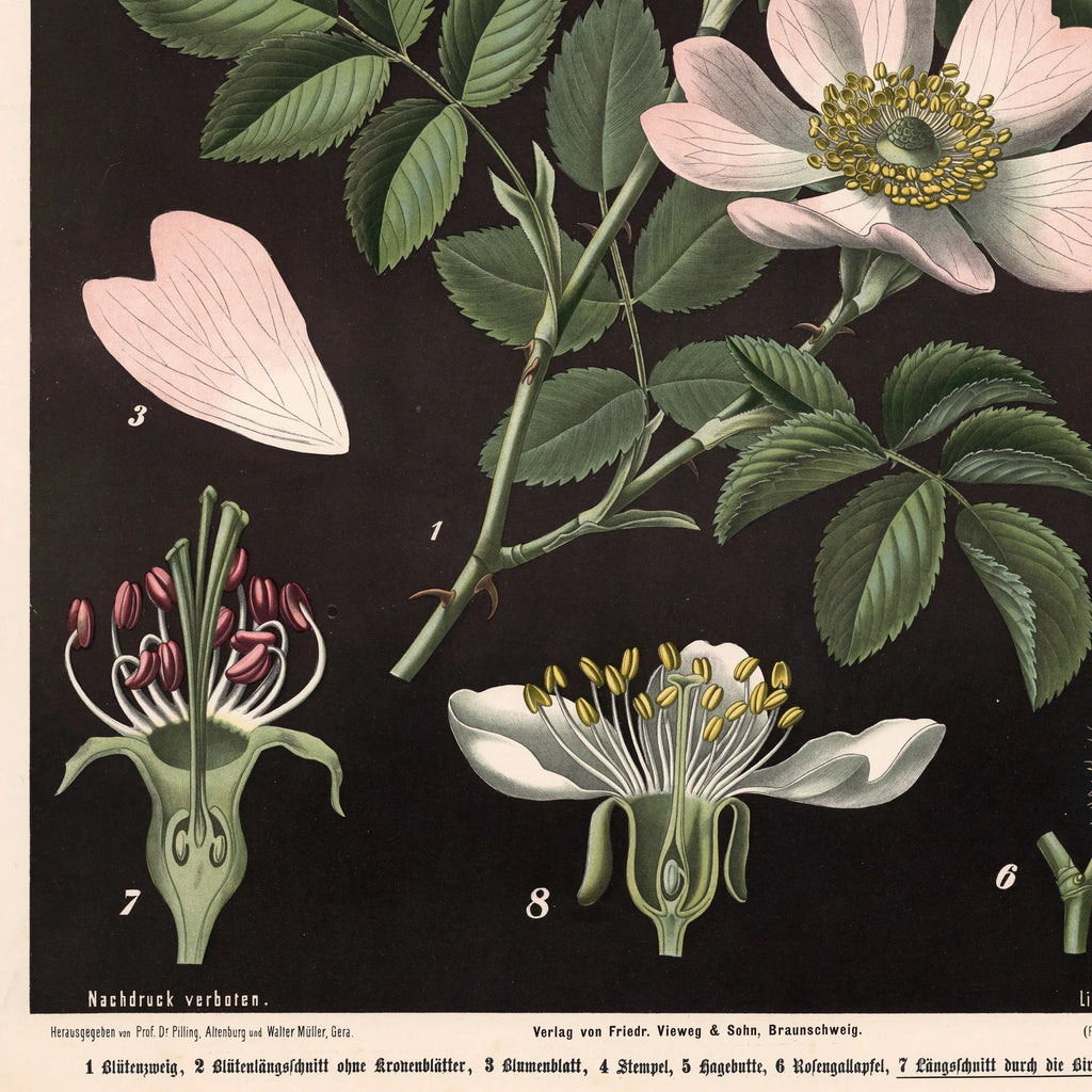 Vild rose, pære- & kirsebærblomst 1894 - Biologi & botanik – billede 4