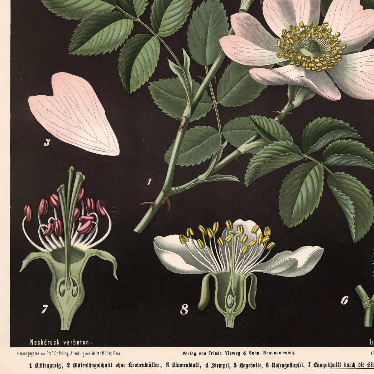 Vild rose, pære- & kirsebærblomst 1894 - Biologi & botanik – billede 4