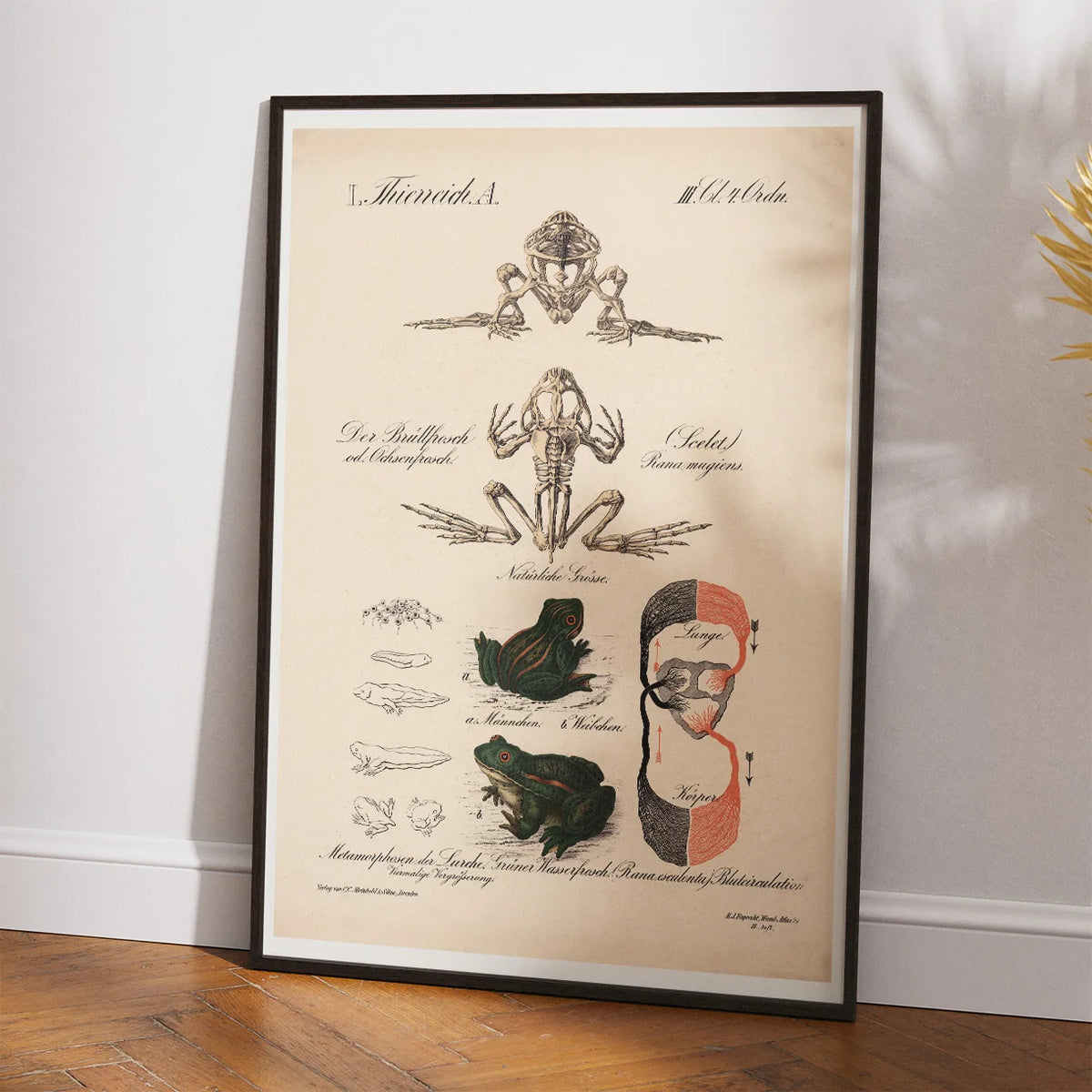 Frøens udviklingsforløb 1870 - Zoologi – billede 2