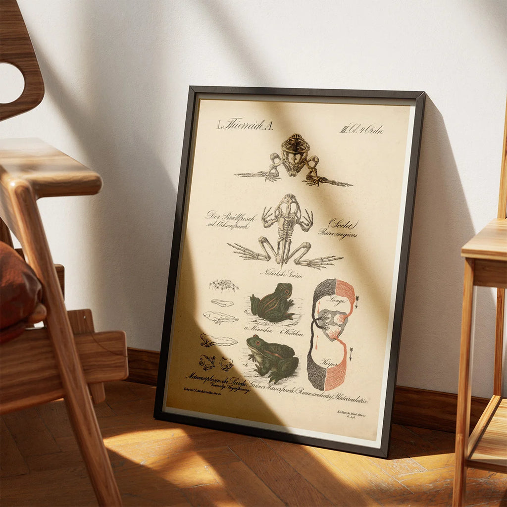 Frøens udviklingsforløb 1870 - Zoologi – billede 3
