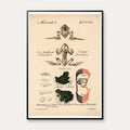 Frøens udviklingsforløb 1870 - Zoologi – billede 1