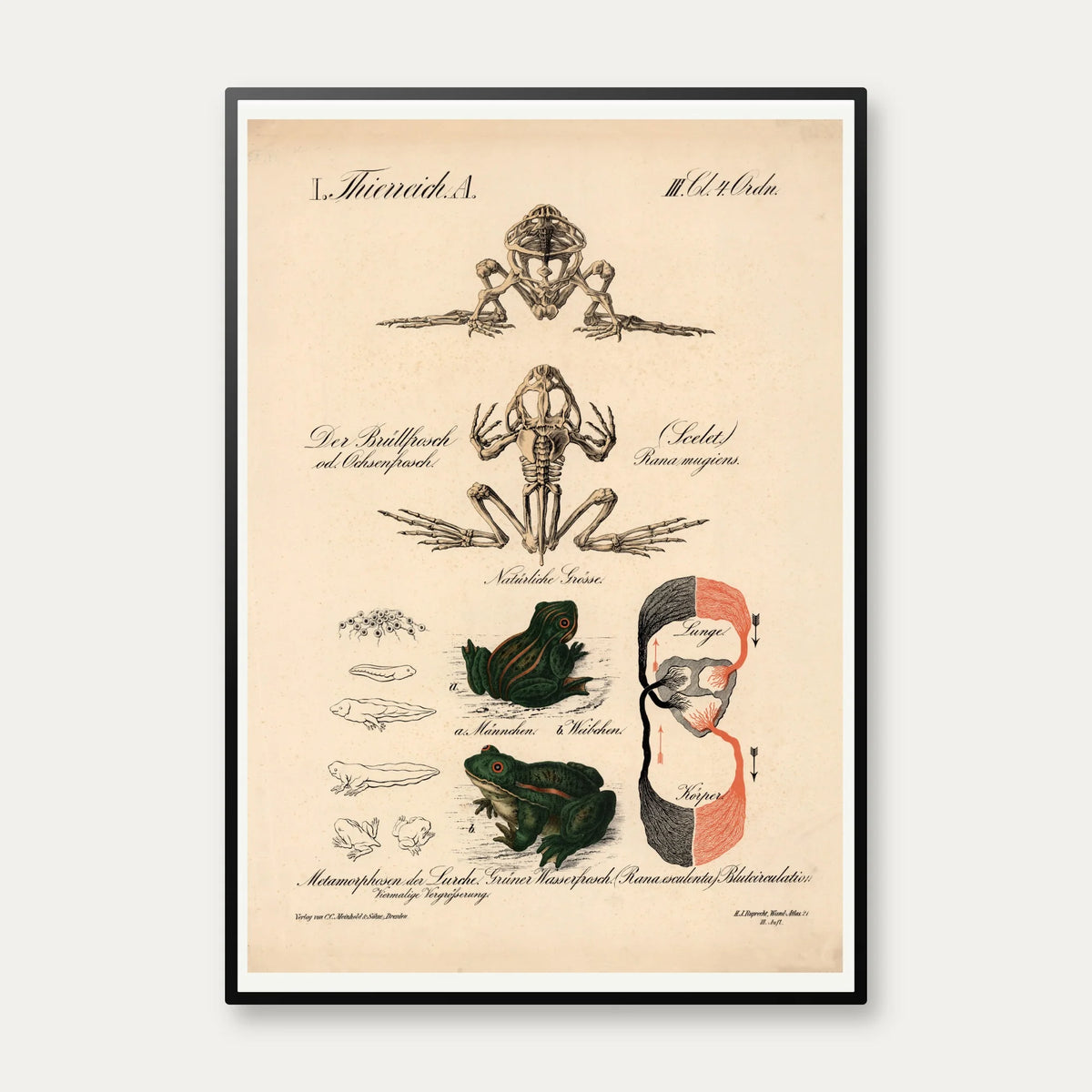 Frøens udviklingsforløb 1870 - Zoologi – billede 1