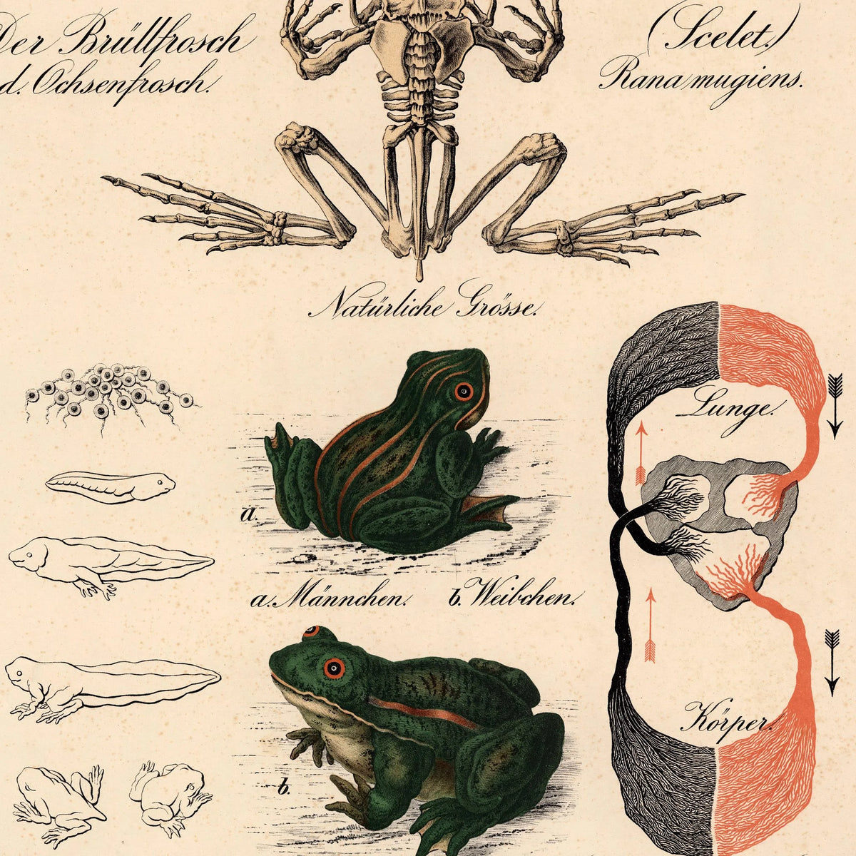 Frøens udviklingsforløb 1870 - Zoologi – billede 4