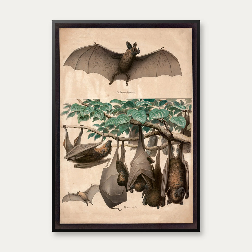 Flagermus, flyvende hund 1890 - Zoologi – billede 1