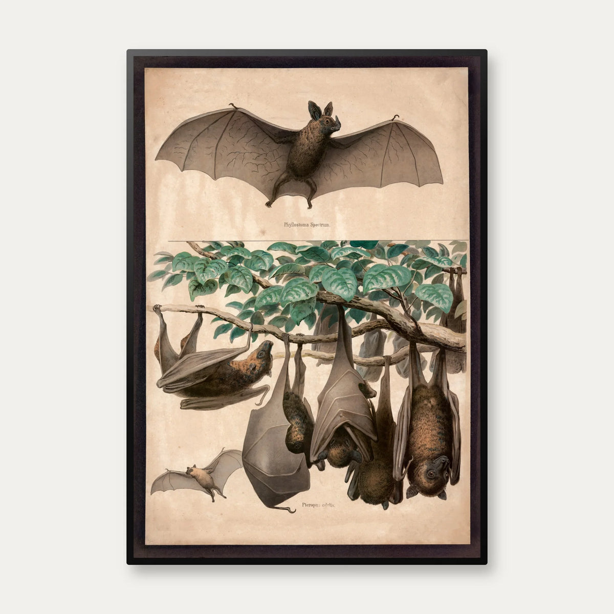 Flagermus, flyvende hund 1890 - Zoologi – billede 1
