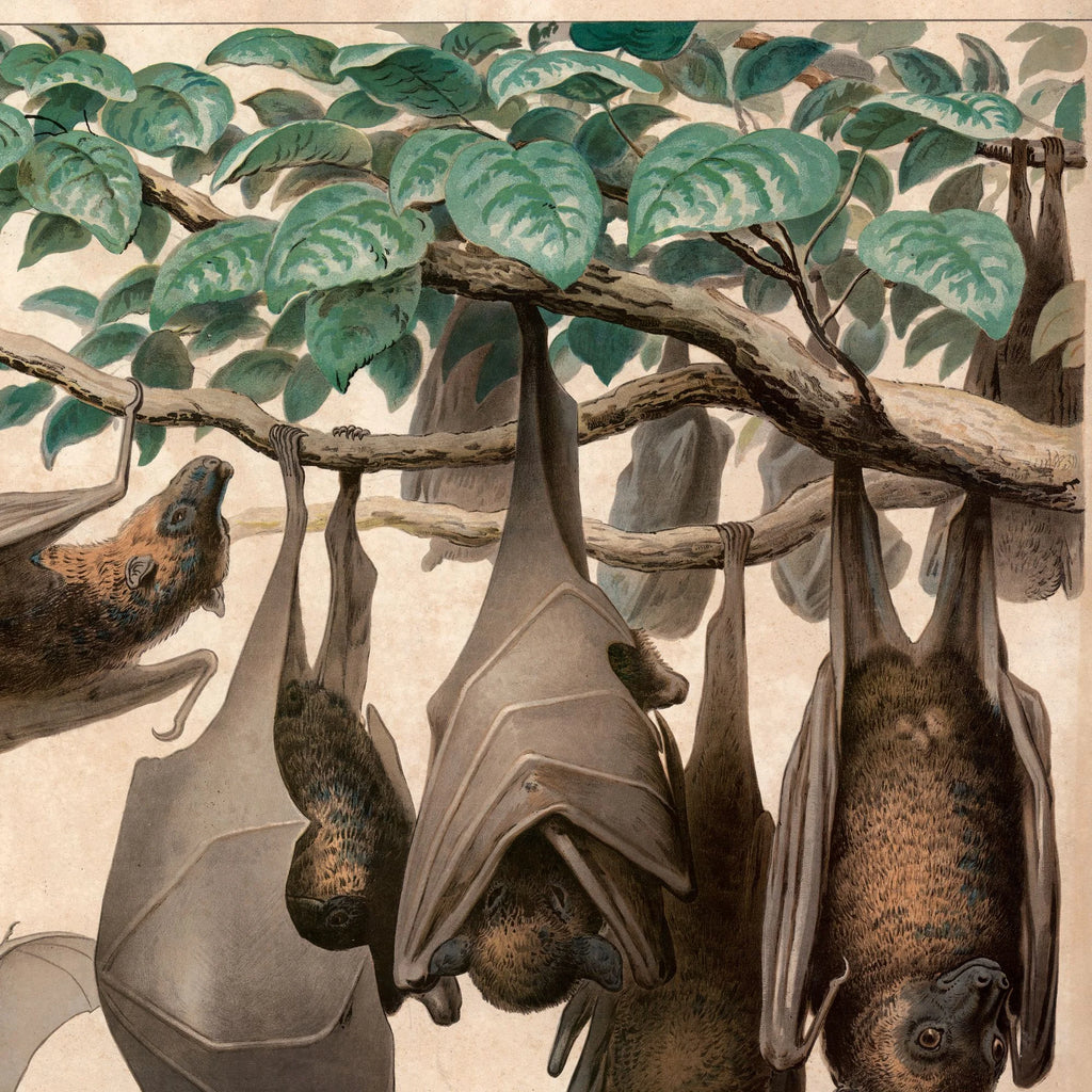 Flagermus, flyvende hund 1890 - Zoologi – billede 4