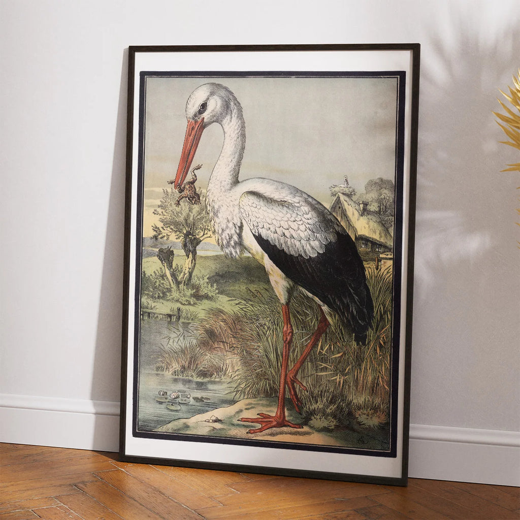 Stork 1884 - Zoologi – billede 2