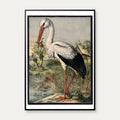 Stork 1884 - Zoologi – billede 1