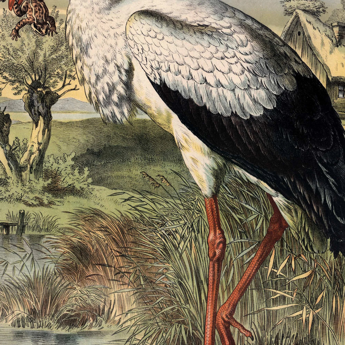 Stork 1884 - Zoologi – billede 4
