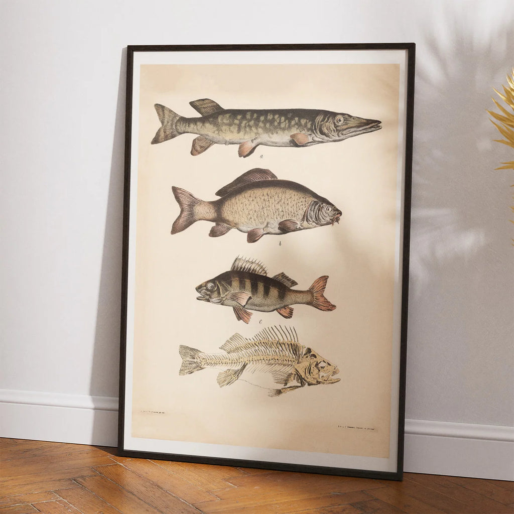 Gedde, karpe & aborre 1890 - Fisk – billede 2