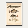 Gedde, karpe & aborre 1890 - Fisk – billede 1
