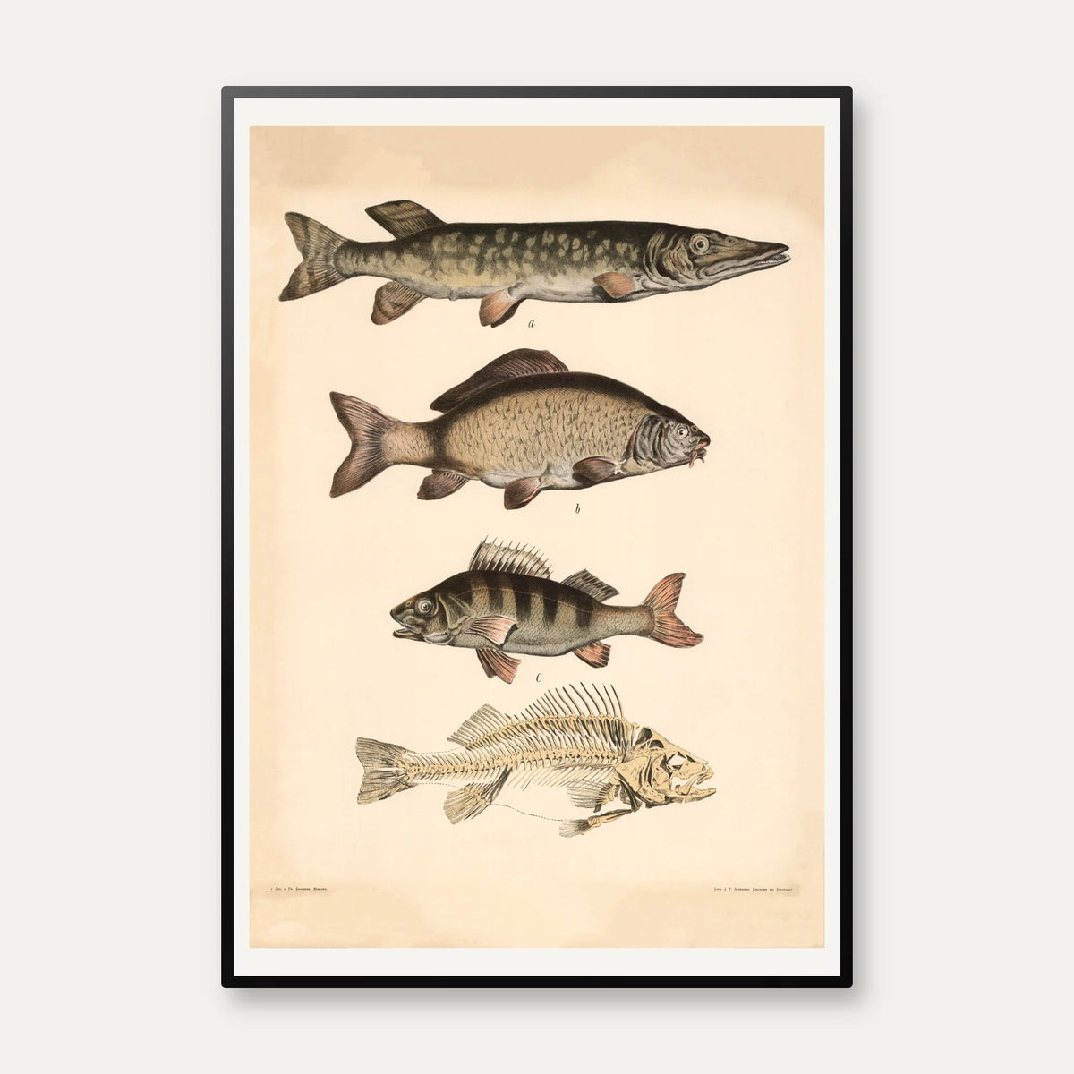 Gedde, karpe & aborre 1890 - Fisk – billede 1