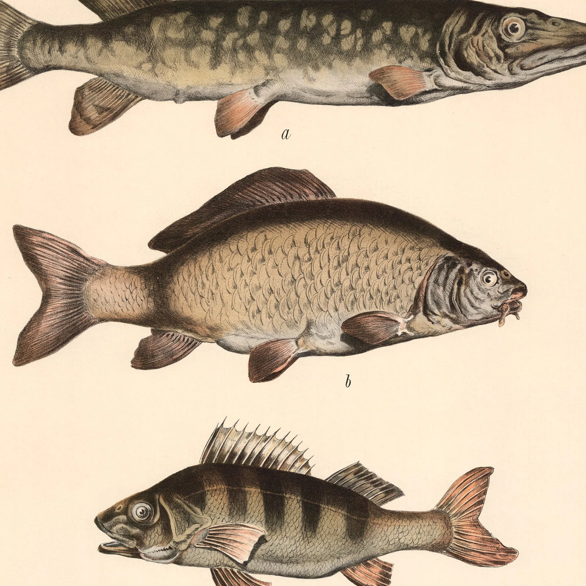 Gedde, karpe & aborre 1890 - Fisk – billede 4