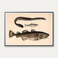 Torsk, sild & ål 1860 - Fisk – billede 1