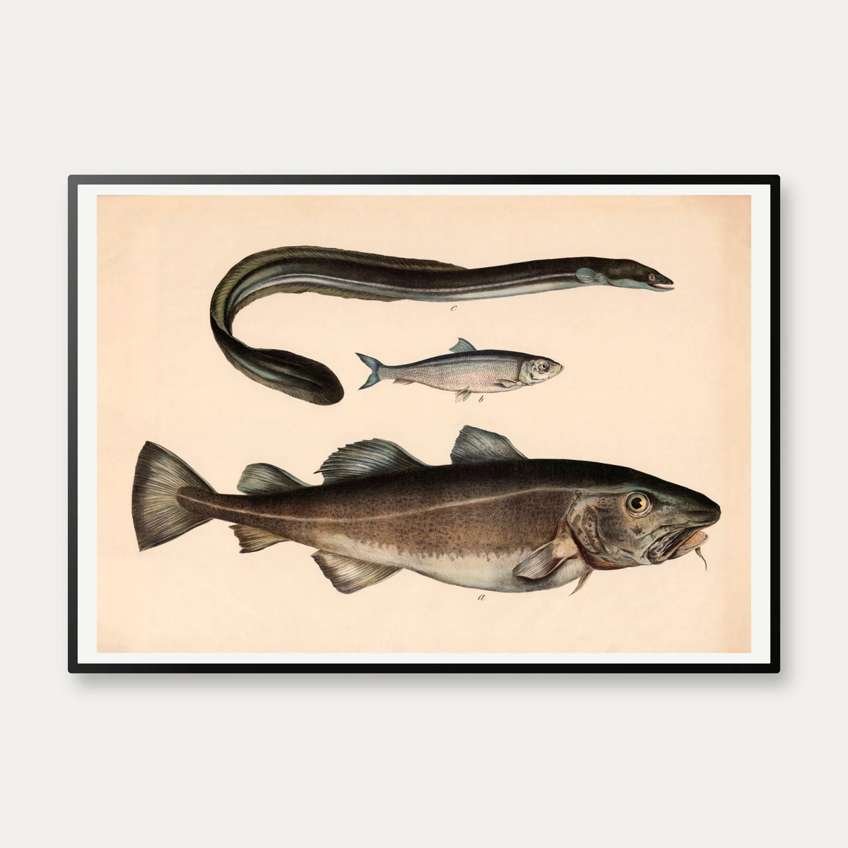 Torsk, sild & ål 1860 - Fisk – billede 1