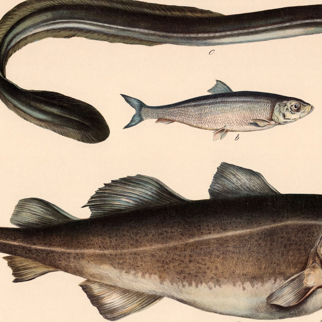 Torsk, sild & ål 1860 - Fisk – billede 4